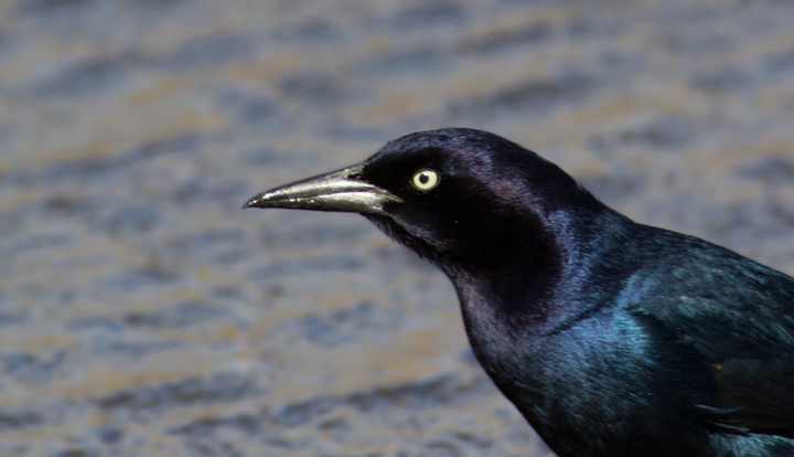 A cooperative Boat-tailed Grackle in beautiful light at Deal Island, Maryland (2/25/2012). Photo by Bill Hubick.