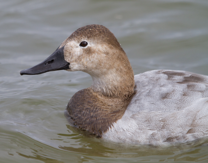 Canvasbacks in Dorchester Co., Maryland (2/19/2012). Photo by Bill Hubick.