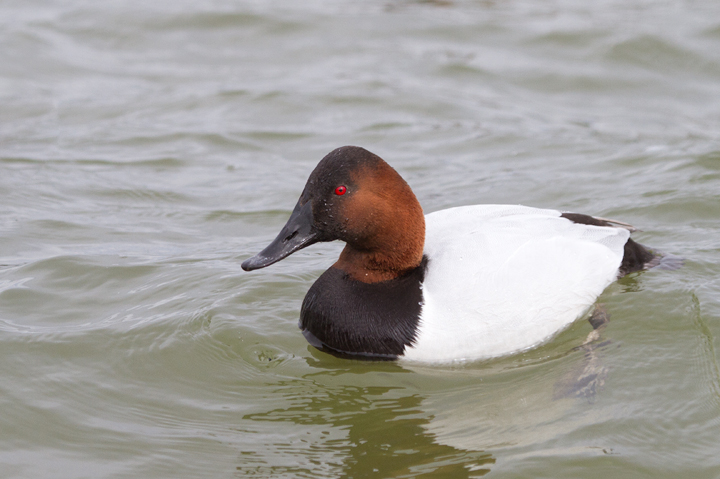 Canvasbacks in Dorchester Co., Maryland (2/19/2012). Photo by Bill Hubick.