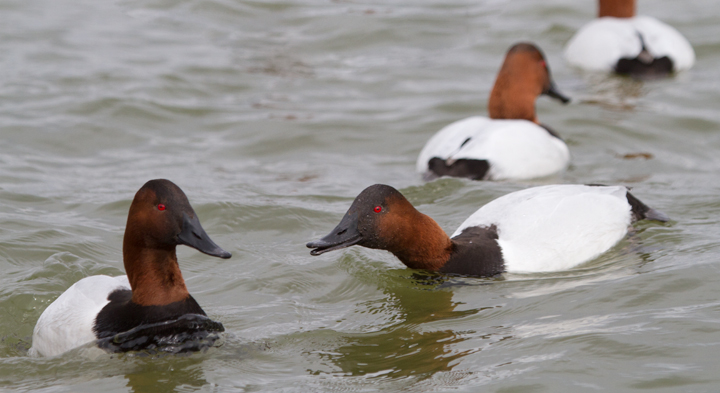 Canvasbacks in Dorchester Co., Maryland (2/19/2012). Photo by Bill Hubick.