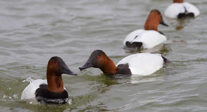 Canvasbacks in Dorchester Co., Maryland (2/19/2012). Photo by Bill Hubick.