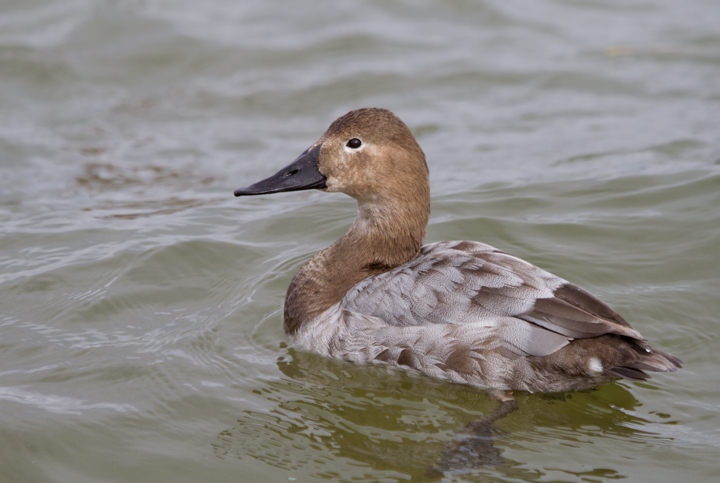 Canvasbacks in Dorchester Co., Maryland (2/19/2012). Photo by Bill Hubick.