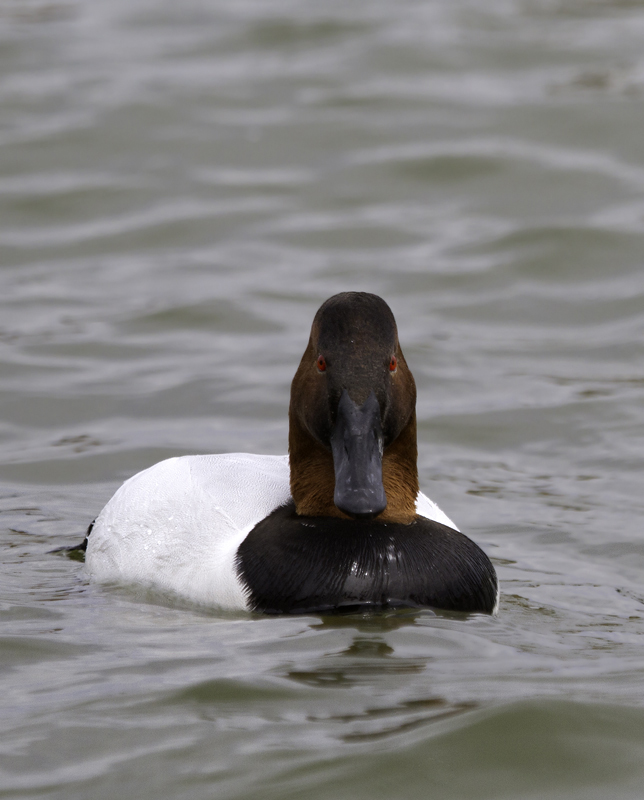Canvasbacks in Dorchester Co., Maryland (2/19/2012). Photo by Bill Hubick.