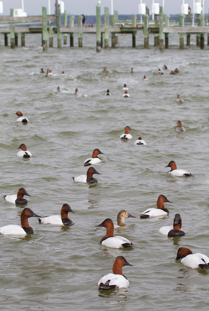 Canvasback flock in Dorchester Co., Maryland (2/19/2012). Photo by Bill Hubick.