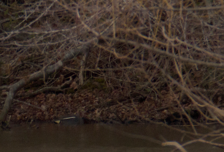 A distant documentation photo of a Common Teal (Eurasian Green-winged Teal) found by Mikey Lutmerding at West Ocean City Pond, Maryland (2/25/2012). While chasing this bird, I picked out an intergrade Green-winged Teal x Common Teal, and the following morning, Matt Hafner confirmed two (!!) Common Teal here. Photo by Bill Hubick.