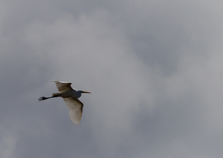 Great Egrets in flight over Deal Island, Maryland (2/25/2012). Rare in winter, but more regular than Snowy Egret. Photo by Bill Hubick.