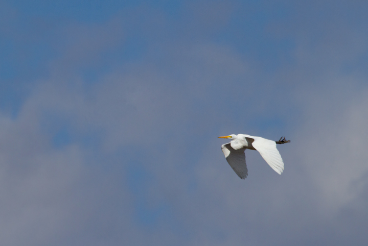 Great Egrets in flight over Deal Island, Maryland (2/25/2012). Rare in winter, but more regular than Snowy Egret. Photo by Bill Hubick.
