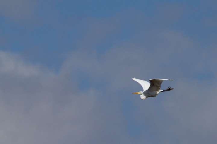 Great Egrets in flight over Deal Island, Maryland (2/25/2012). Rare in winter, but more regular than Snowy Egret. Photo by Bill Hubick.
