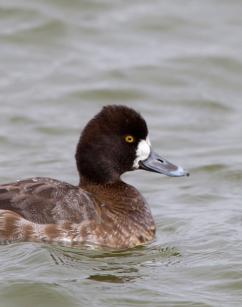 A hen Lesser Scaup in Dorchester Co., Maryland (2/19/2012). Photo by Bill Hubick.