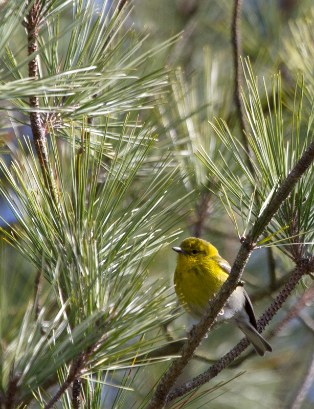 A Pine Warbler in Somerset Co., Maryland (2/25/2012) - my first in February. Photo by Bill Hubick.