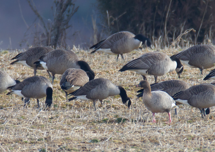 Maryland's first Pink-footed Goose in Howard Co., Maryland (2/21/2012). Found by Nick Lund on 2/20/12 and thoroughly enjoyed by dozens the following day. Fantastic! Photo by Bill Hubick.