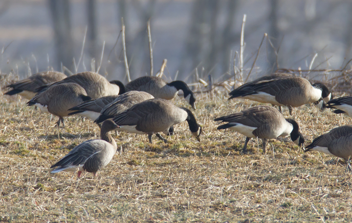 Maryland's first Pink-footed Goose in Howard Co., Maryland (2/21/2012). Found by Nick Lund on 2/20/12 and thoroughly enjoyed by dozens the following day. Fantastic! Photo by Bill Hubick.