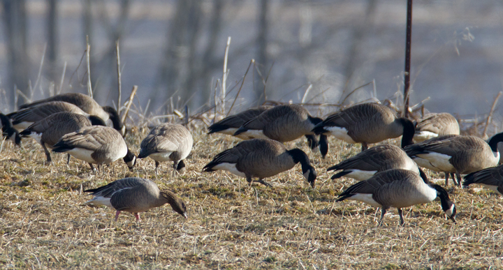 Maryland's first Pink-footed Goose in Howard Co., Maryland (2/21/2012). Found by Nick Lund on 2/20/12 and thoroughly enjoyed by dozens the following day. Fantastic! Photo by Bill Hubick.