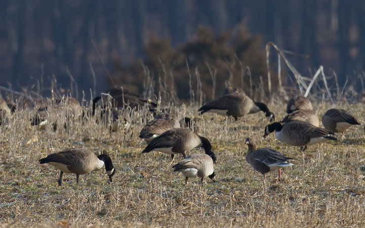 Maryland's first Pink-footed Goose in Howard Co., Maryland (2/21/2012). Found by Nick Lund on 2/20/12 and thoroughly enjoyed by dozens the following day. Fantastic! Photo by Bill Hubick.