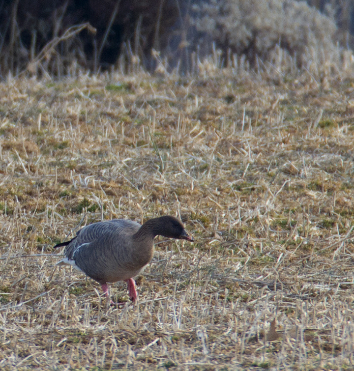 Maryland's first Pink-footed Goose in Howard Co., Maryland (2/21/2012). Found by Nick Lund on 2/20/12 and thoroughly enjoyed by dozens the following day. Fantastic! Photo by Bill Hubick.