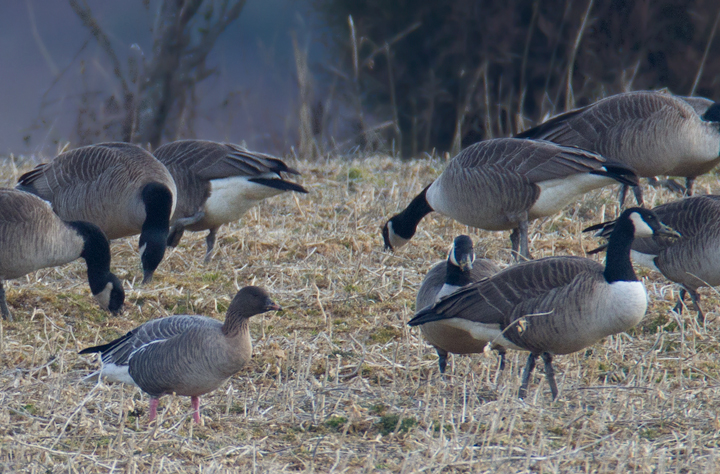 Maryland's first Pink-footed Goose in Howard Co., Maryland (2/21/2012). Found by Nick Lund on 2/20/12 and thoroughly enjoyed by dozens the following day. Fantastic! Photo by Bill Hubick.