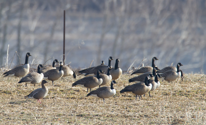Maryland's first Pink-footed Goose in Howard Co., Maryland (2/21/2012). Found by Nick Lund on 2/20/12 and thoroughly enjoyed by dozens the following day. Fantastic! Photo by Bill Hubick.