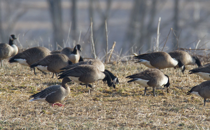 Maryland's first Pink-footed Goose in Howard Co., Maryland (2/21/2012). Found by Nick Lund on 2/20/12 and thoroughly enjoyed by dozens the following day. Fantastic! Photo by Bill Hubick.