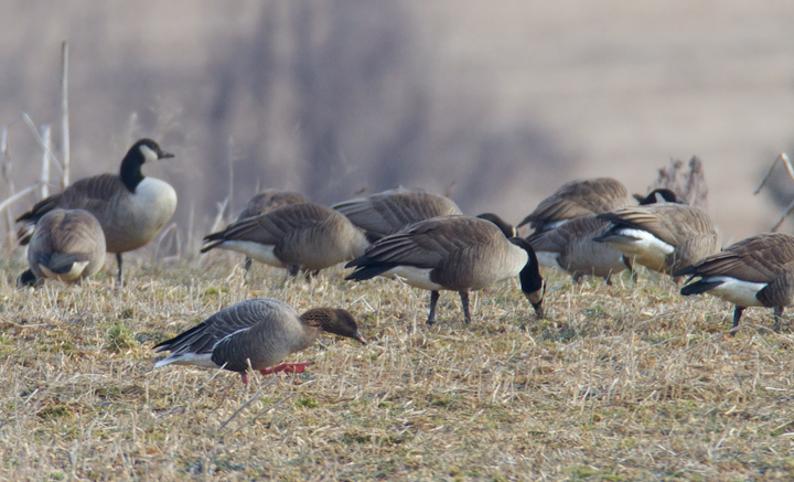Maryland's first Pink-footed Goose in Howard Co., Maryland (2/21/2012). Found by Nick Lund on 2/20/12 and thoroughly enjoyed by dozens the following day. Fantastic! Photo by Bill Hubick.