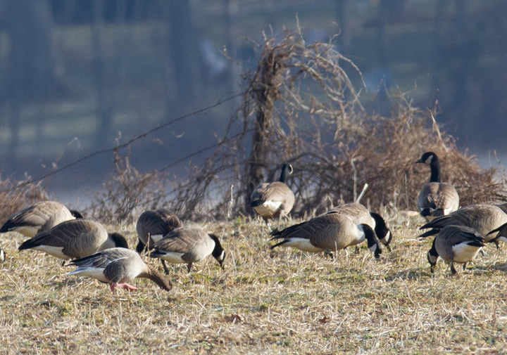 Maryland's first Pink-footed Goose in Howard Co., Maryland (2/21/2012). Found by Nick Lund on 2/20/12 and thoroughly enjoyed by dozens the following day. Fantastic! Photo by Bill Hubick.
