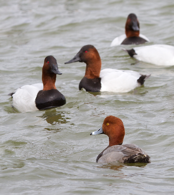 A drake Redhead among Canvasbacks in Dorchester Co., Maryland (2/19/2012). Photo by Bill Hubick.