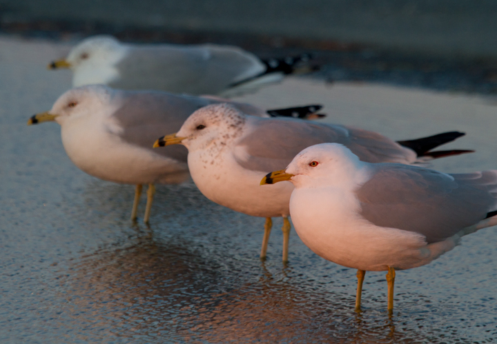 Ring-billed Gulls at dusk at the Ocean City Inlet, Maryland (2/25/2012). Photo by Bill Hubick.