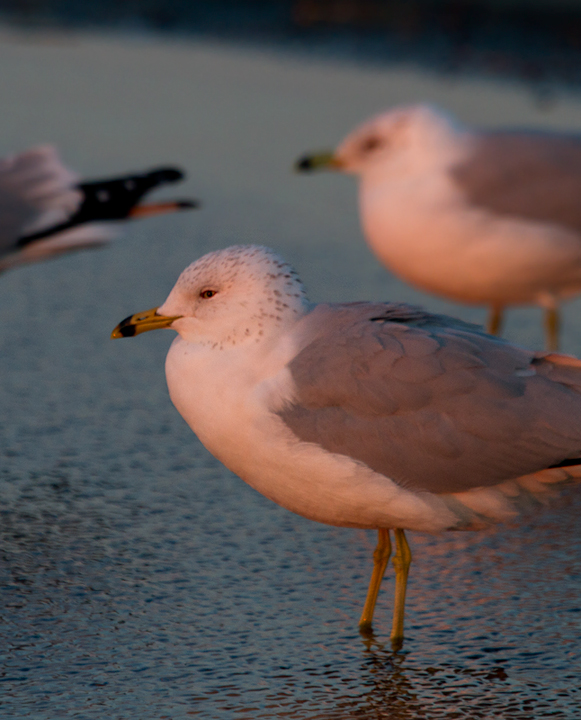 Ring-billed Gulls at dusk at the Ocean City Inlet, Maryland (2/25/2012). Photo by Bill Hubick.
