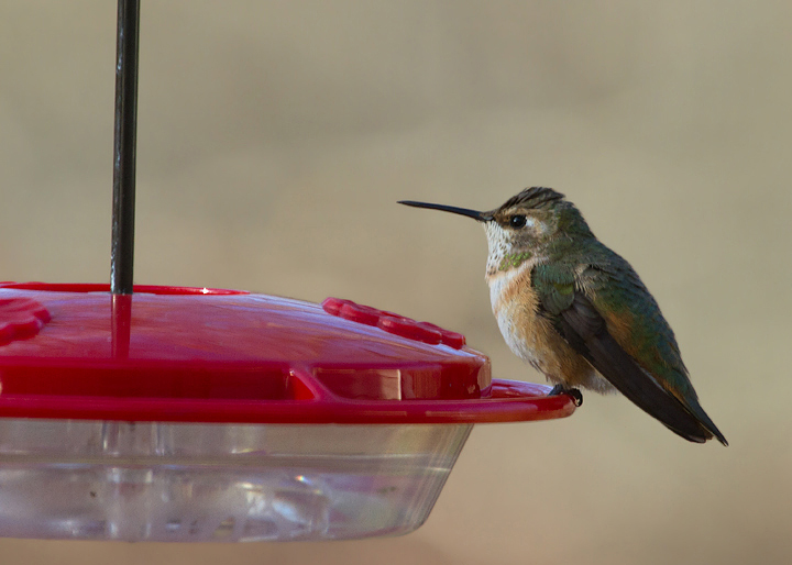 Rufous Hummingbird in Harwood, Maryland (11/19/2011). First county record for Anne Arundel. Many thanks to the homeowner for the hospitality to us and to the bird. Photo by Bill Hubick.