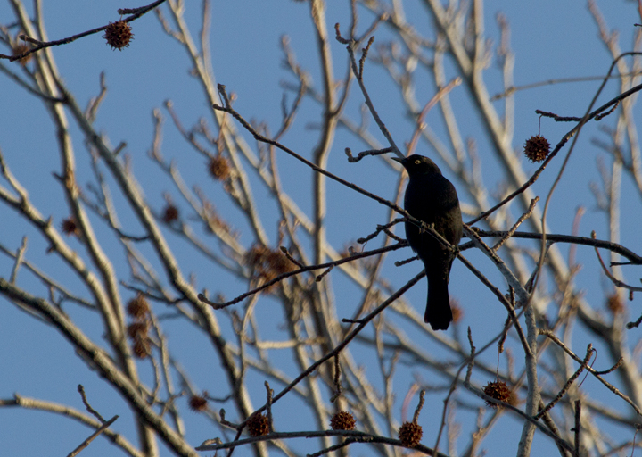 A Rusty Blackbird at Fort Smallwood, Maryland (2/17/2012). Photo by Bill Hubick.