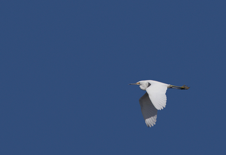 A Snowy Egret wintering at Deal Island, Maryland (2/25/2012). Not detected in winter in Maryland every year. Photo by Bill Hubick.