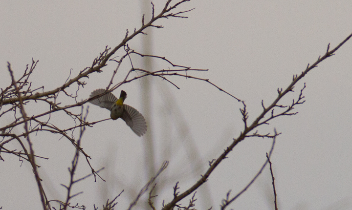 My best photos of Maryland's first Virginia's Warbler, found by Jim Stasz and Ed Boyd. A truly amazing record and a maddeningly difficult bird to see and photograph! Photo by Bill Hubick.