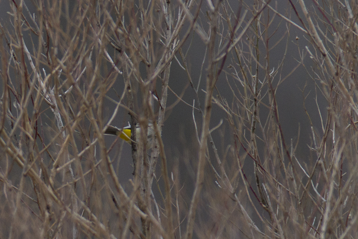 My best photos of Maryland's first Virginia's Warbler, found by Jim Stasz and Ed Boyd. A truly amazing record and a maddeningly difficult bird to see and photograph! Photo by Bill Hubick.