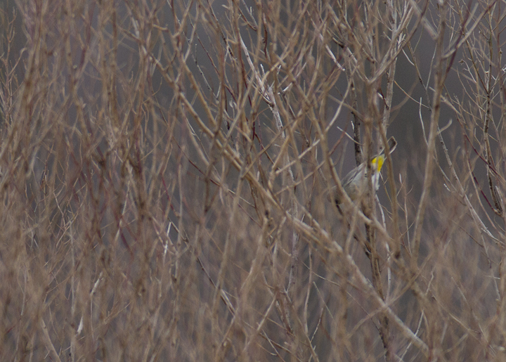 My best photos of Maryland's first Virginia's Warbler, found by Jim Stasz and Ed Boyd. A truly amazing record and a maddeningly difficult bird to see and photograph! Photo by Bill Hubick.