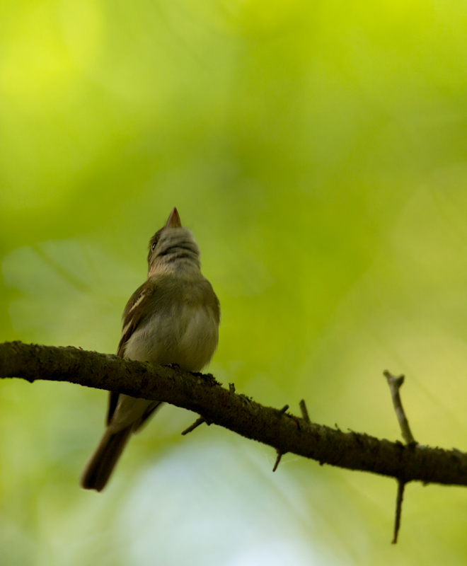 A singing Acadian Flycatcher in Wicomico Co., Maryland (5/11/2011). Photo by Bill Hubick.