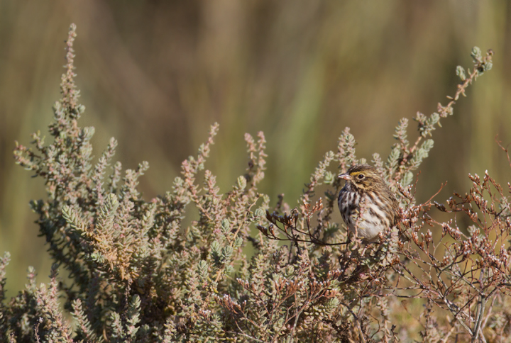 A Belding's Savannah Sparrow near the Tijuana River, California (10/7/2011). Photo by Bill Hubick.