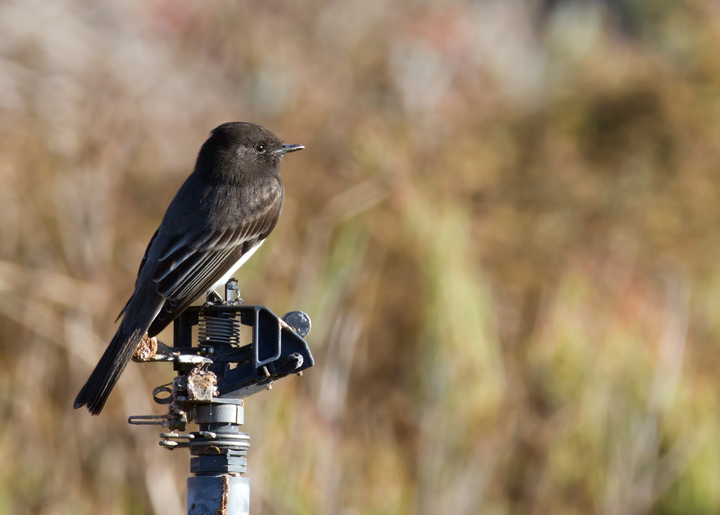 A Black Phoebe near the Tijuana River in southernmost California (10/7/2011). Photo by Bill Hubick.