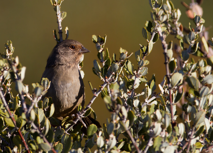 A California Towhee near Mt Pinos, California (10/2/2011). Photo by Bill Hubick.