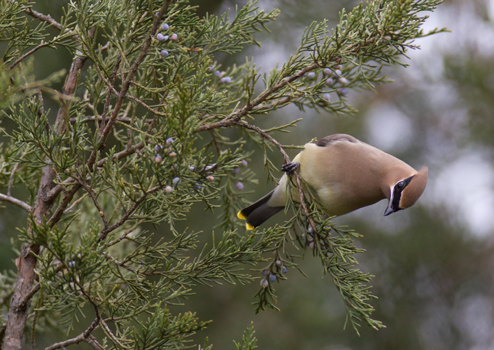 A Cedar Waxwing with namesake fare in Talbot Co., Maryland (3/4/2012). Photo by Bill Hubick.