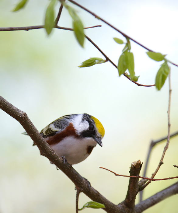 A Chestnut-sided Warbler in Green Ridge SF, Maryland (4/30/2011). Photo by Bill Hubick.