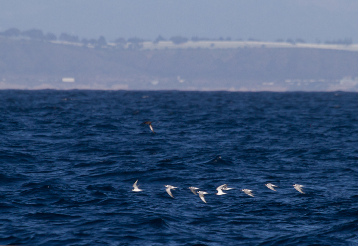Common Terns during a late afternoon commute off San Diego, California (10/8/2011). Sooty Shearwater in the background. Photo by Bill Hubick.