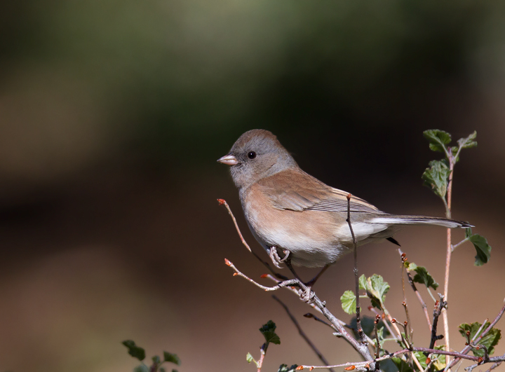 A female Dark-eyed Junco near Mt. Pinos, California (10/2/2011). Photo by Bill Hubick.