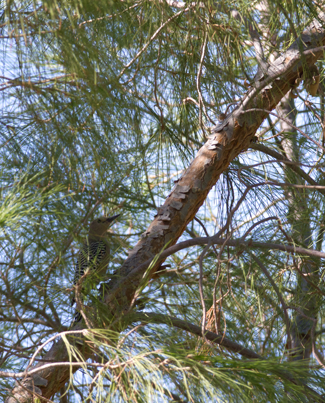 A Gila Woodpecker in Brawley, California (10/9/2011).<br />North America's only venomous woodpecker. Photo by Bill Hubick.
