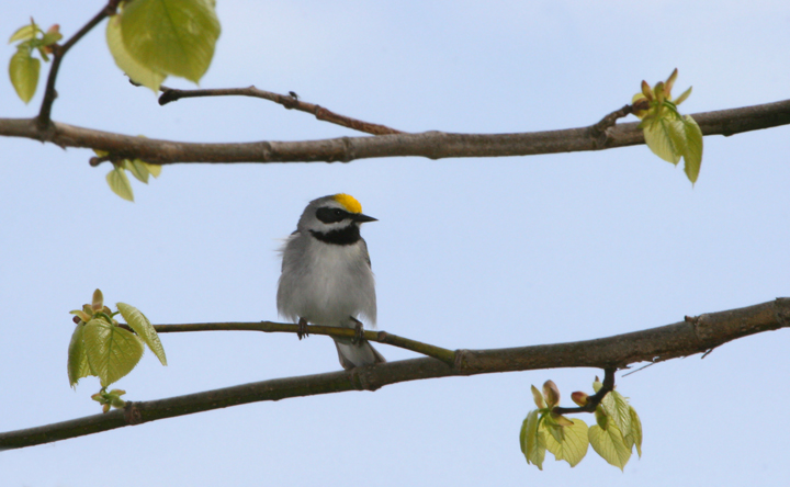 Often, when tracking down old images requested in higher resolution, I come across others from a given day that are worth processing (or re-processing) and adding to the site. Some of these Golden-winged Warbler shots from May 2006 were better than I remembered. Or maybe with their alarming decline, any shot seems more precious. Photo by Bill Hubick.