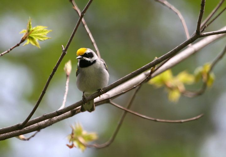 Often, when tracking down old images requested in higher resolution, I come across others from a given day that are worth processing (or re-processing) and adding to the site. Some of these Golden-winged Warbler shots from May 2006 were better than I remembered. Or maybe with their alarming decline, any shot seems more precious. Photo by Bill Hubick.