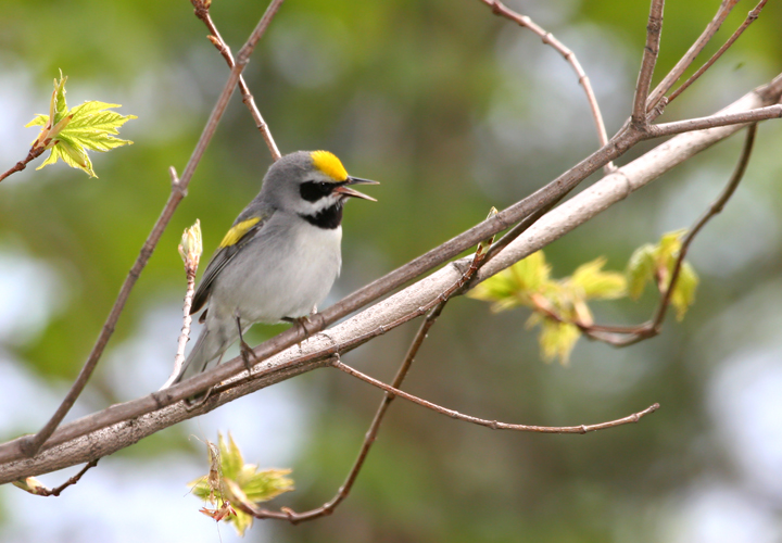 Often, when tracking down old images requested in higher resolution, I come across others from a given day that are worth processing (or re-processing) and adding to the site. Some of these Golden-winged Warbler shots from May 2006 were better than I remembered. Or maybe with their alarming decline, any shot seems more precious. Photo by Bill Hubick.
