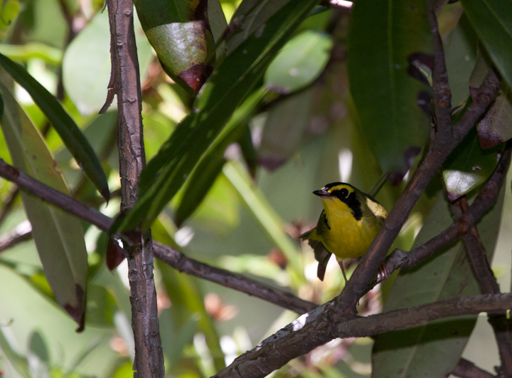 A Kentucky Warbler in Garrett Co., Maryland (6/9/2007). Photo by Bill Hubick.