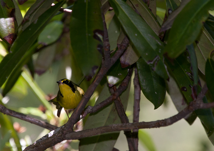 A Kentucky Warbler in Garrett Co., Maryland (6/9/2007). Photo by Bill Hubick.