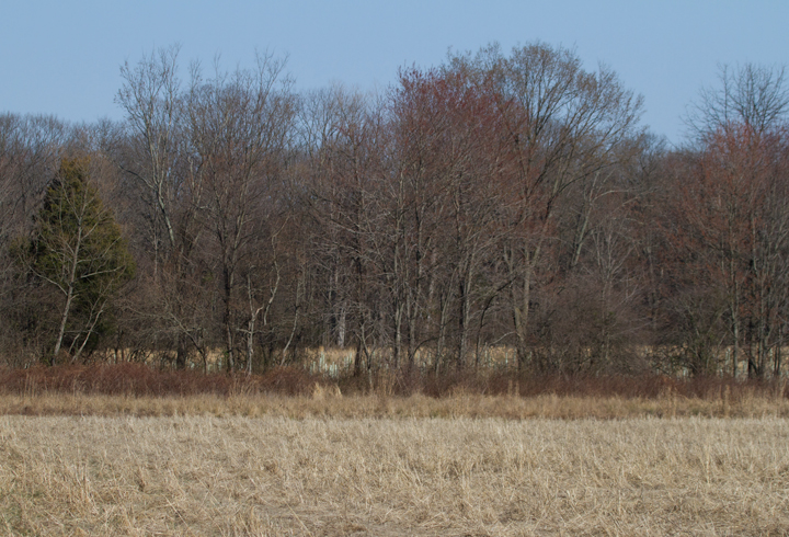 Habitat favored by the Le Conte's Sparrow at Irvine Nature Center. Photo by Bill Hubick.