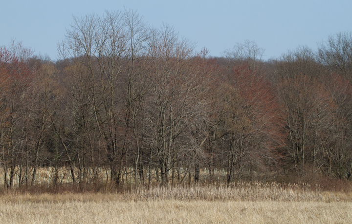Habitat favored by the Le Conte's Sparrow at Irvine Nature Center. Photo by Bill Hubick.