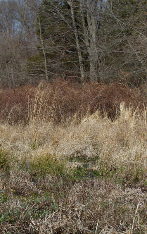Habitat favored by the Le Conte's Sparrow at Irvine Nature Center. Photo by Bill Hubick.